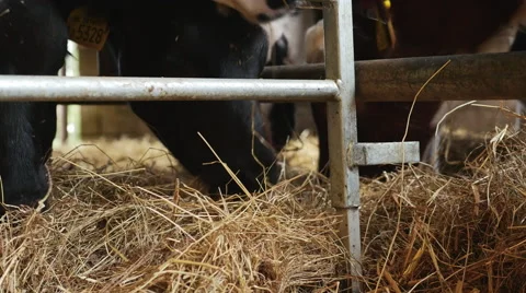 Young calves grazing 스톡 동영상 43262540