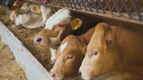 Young calves look at the camera and chew hay. Cattle.  Vídeo Stock 179069005