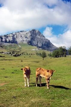 Young calves Stock Photos