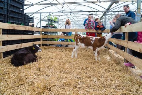 Young calves Stock Photos