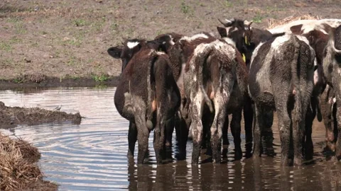 Young calves stand in a puddle of mud. Stock Footage 223820041