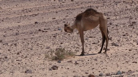 Young camel in the desert eating Stock Footage 69933820