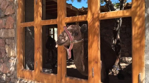 Young camel looking through wooden window of shaded animal pen Stock Footage 341452049