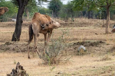 Young camel in the wild at day from flat angle 스톡 사진