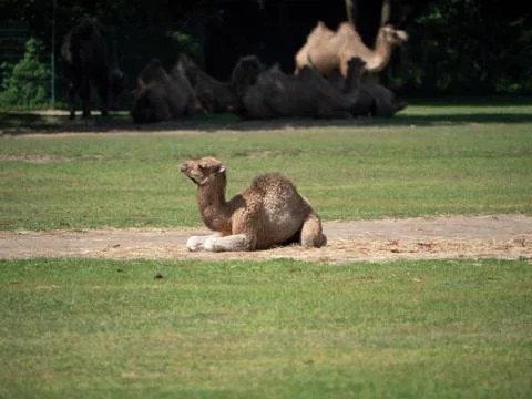 Young Camel in a Zoo Stock Photos