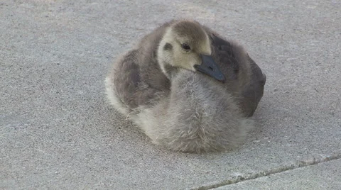Young Canada geese sitting around in the spring eating grass Stock Footage 40314334