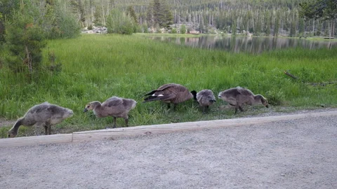 Young Canada Goose eating Video stock 258037916
