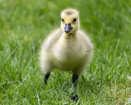 Young Canada goose gosling walking on green grass in a sunny park during sp.. Stock Photos