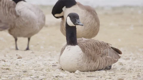 A young Canada goose sits while its flock mates preen - close up. 4K tripod Stock Footage 283284745
