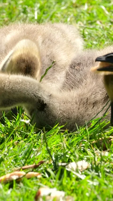 young Canadian geese Canada goose Stock Video Pond5