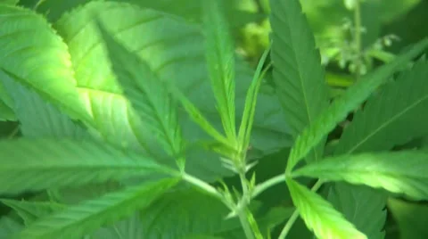 Young Cannabis 스톡 동영상 7768935