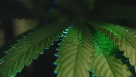 Young Cannabis Leaf Under Blue Light in Grow Box. Close Up Stock Footage 115582218