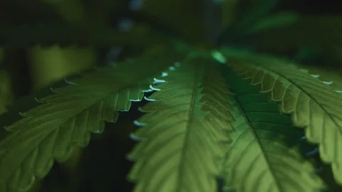 Young Cannabis Leaf Under Blue Light in Growbox. Close Up Stock Footage 115582845