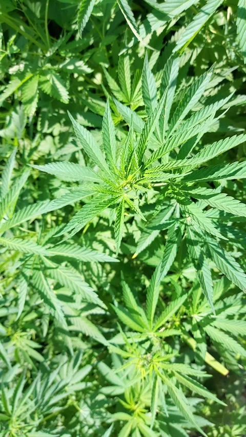 Young Cannabis Plants Stock Footage 318294851