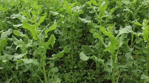 Young canola, rape field spring agriculture footage Stock Footage 50968428