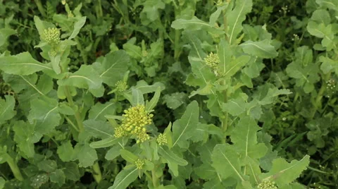 Young canola, rape field spring agriculture footage Video stock 50968588