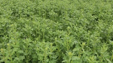 Young canola, rape field spring agriculture footage Video stock 50969041