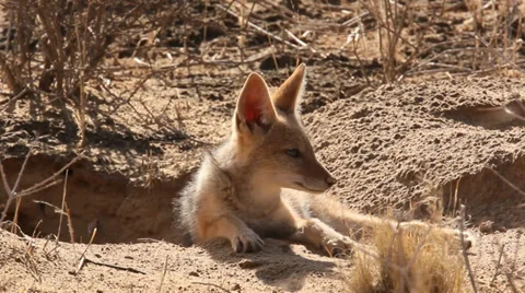 Young cape fox resting at burrow, close Stock Footage 32967368