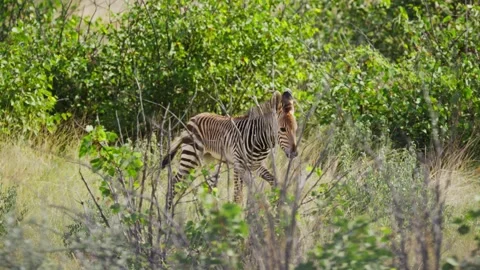 Young Cape mountain zebra foal walking in arid savanna of a national park in Afr Stock Footage 331939239