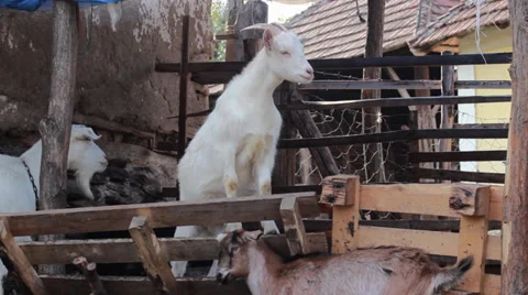 Young Capricorn Stock Footage 32374410