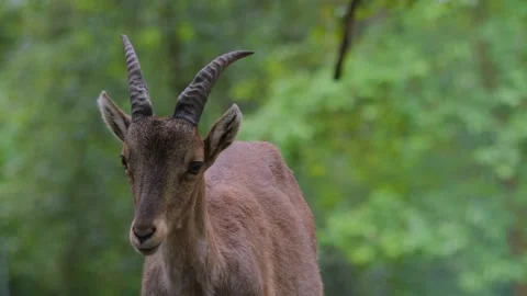 A young Capricorn, ibex Stock-Footage 242105872