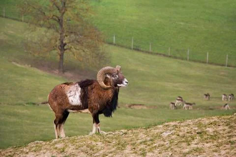 Young capricorn Stock Photos