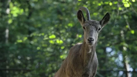 Young capricorn siberian with one horn Stock Footage