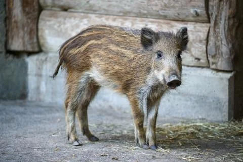 Young captive wild boar Foto stock
