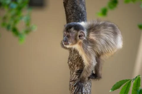Young Capuchin Monkey climbing a tree Stock Photos