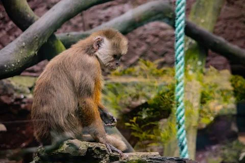 Young capuchin monkey eating inside a fenced mountain zoo enclosure Stock Photos