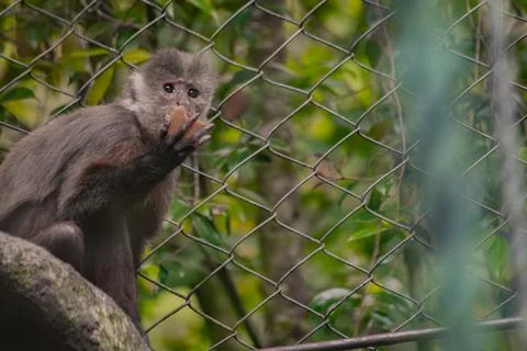 Young capuchin monkey eating inside a fenced mountain zoo enclosure Stock Photos