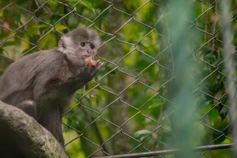 Young capuchin monkey eating inside a fenced mountain zoo enclosure Stock Photos