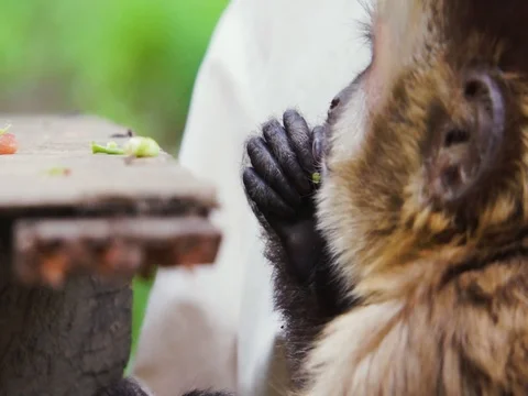 Young Capuchin Monkey Feeding in the arms of a carer 스톡 동영상 69767685