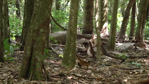 Young capuchin monkey on the forest floor Stock Footage 159545084