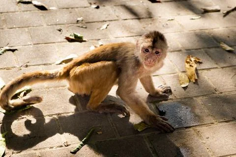 A young capuchin monkey looking at camera expressively Stock Photos