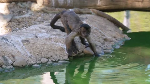Young Capuchin Monkey Touching Lake Water in Wildlife Sanctuary Stock Footage 302091150