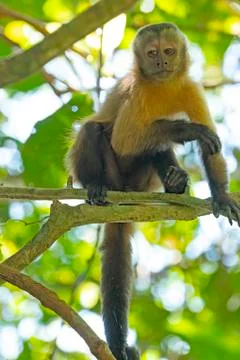 Young Capuchin Monkey in the Trees Stockfoto's