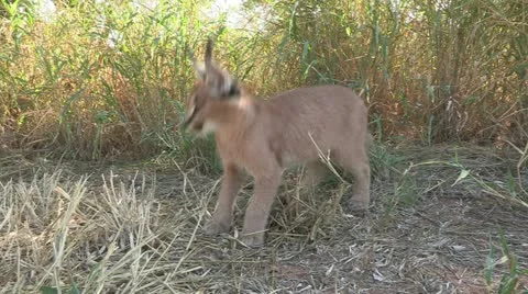 Young Caracal Stock Footage 22779318