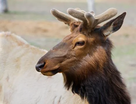 Young caribou head left Stock Photos