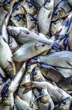 Young carp fish from a fish farm in a barrel are transported for release into Stock Photos