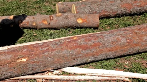 Young carpenter shells a log of pine with axe Stock Footage 51933240