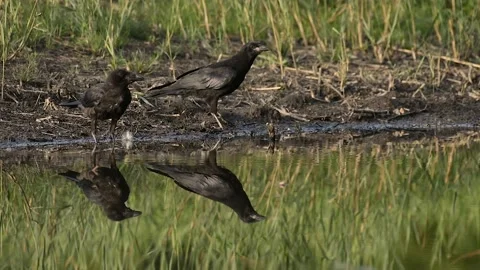 Young carrion Crows (Corvus corone) coming to drink in pond. Stock Footage 230883642