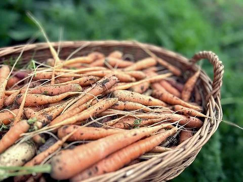 Young carrots Stock Photos