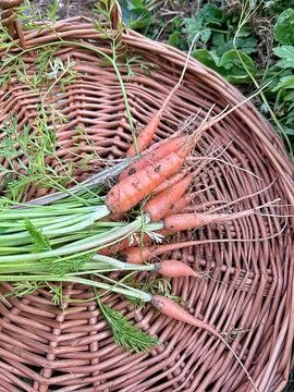 Young carrots Stock Photos