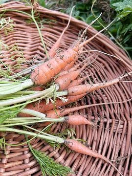 Young carrots Stock Photos