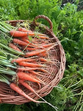 Young carrots Foto stock