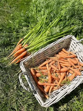 Young carrots Stock Photos