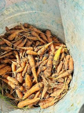 Young carrots Stock Photos