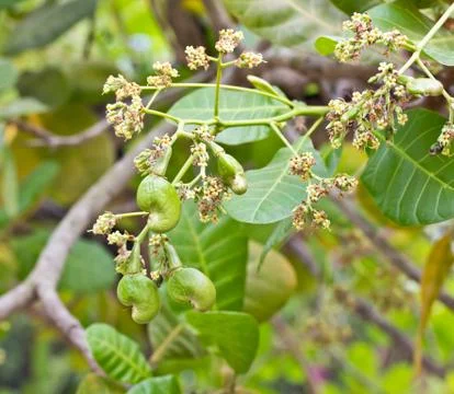 Young cashew nut on tree Stock Photos