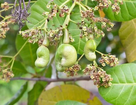 Young cashew nut on tree Stock Photos